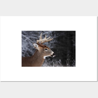 Catching Snowflakes - White-tailed Deer Posters and Art
